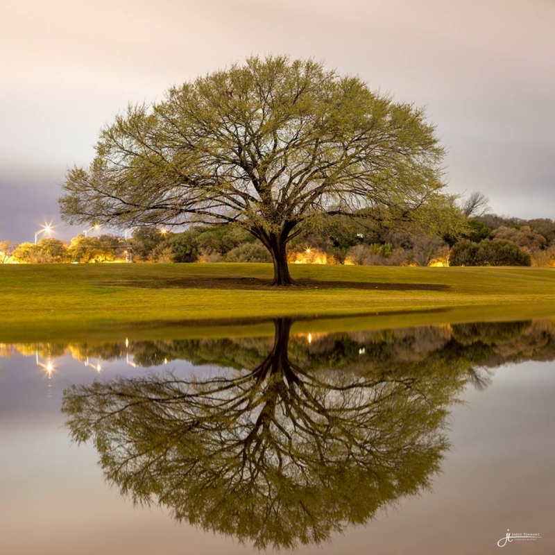 Zilker Tree by artist Jared  Tennant